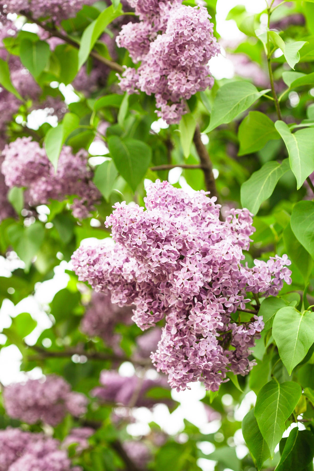 Lilac bush floral cluster in shade of lavender-pink lilac growing on woody stems with green leaves.