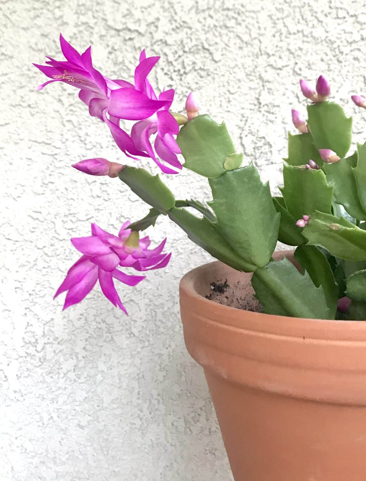 The Best Succulent Plants for Indoors Natalie Linda