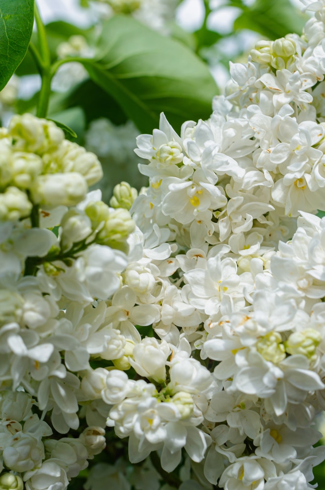 Beautiful close up of white lilac flower blooms with yellow centers, growing with green leaves.