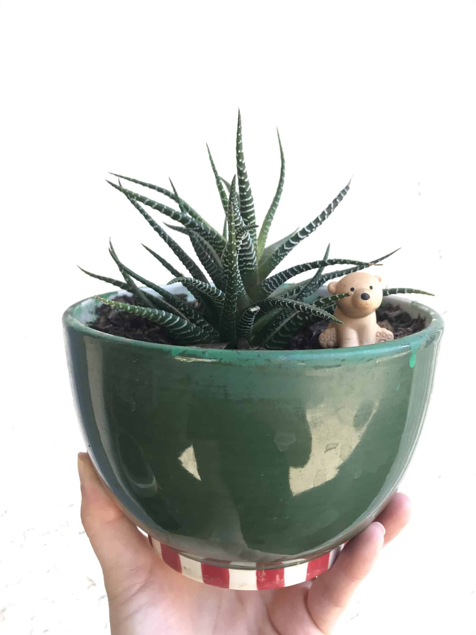 The Best Succulent Plants for Indoors Natalie Linda