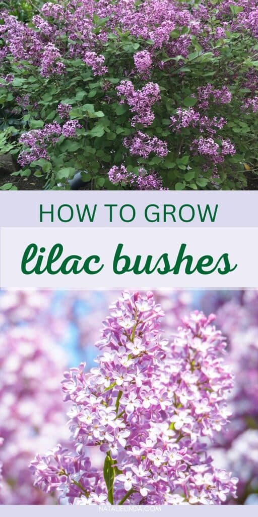 Purple lilacs growing on green lilac shrub. Lilac-colored flower clusters. text overlay reads "How to Grow Lilac Bushes".