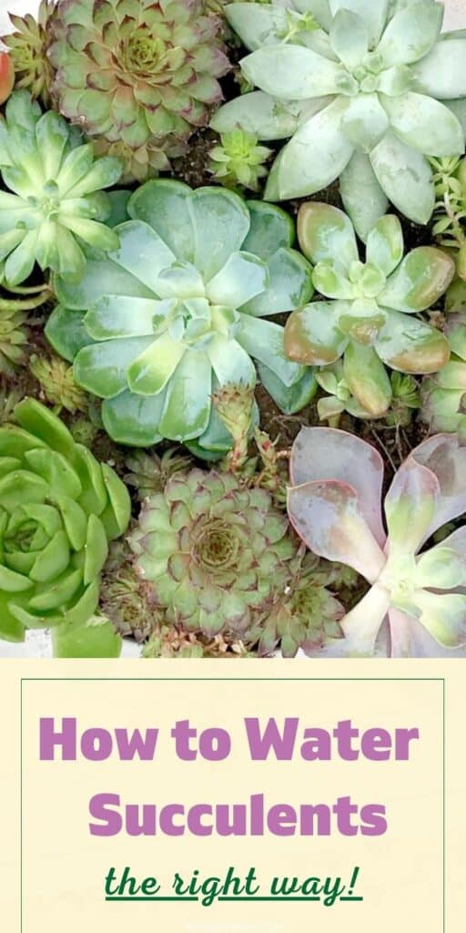 Rosette succulents in shades of green and purple, planted closely together in a pot before watering. Text overlay reads "How to Water Succulents the Right Way!".