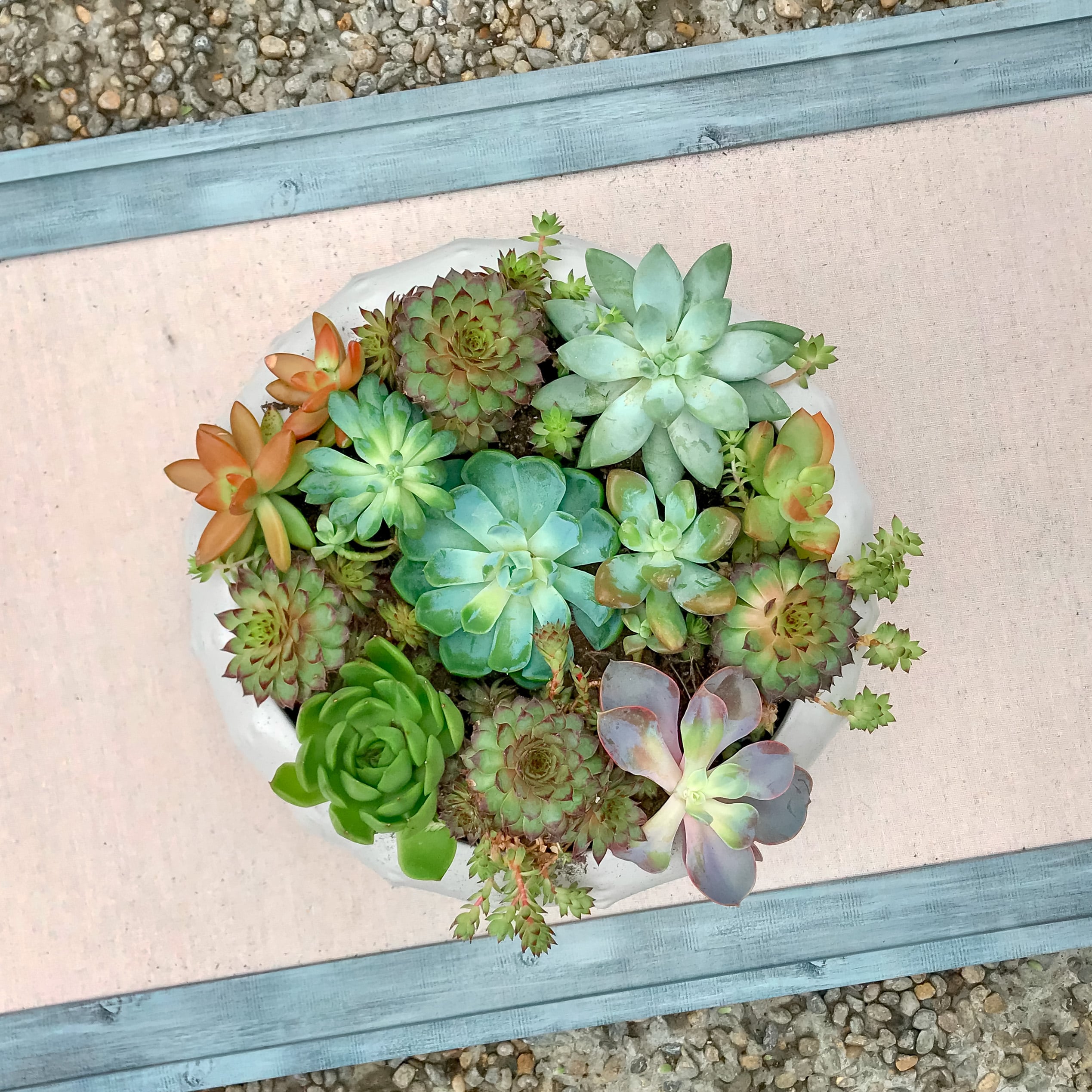 How to Plant a Succulent Bowl