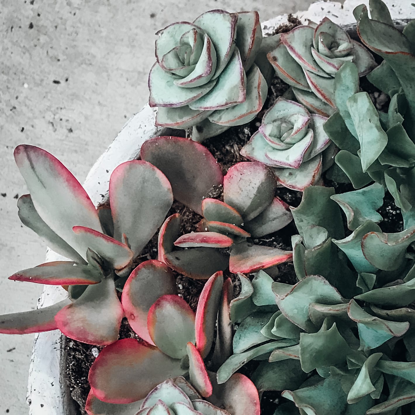 Change The Color of Your Succulent- Yes, It`s Possible! - UnusualSeeds