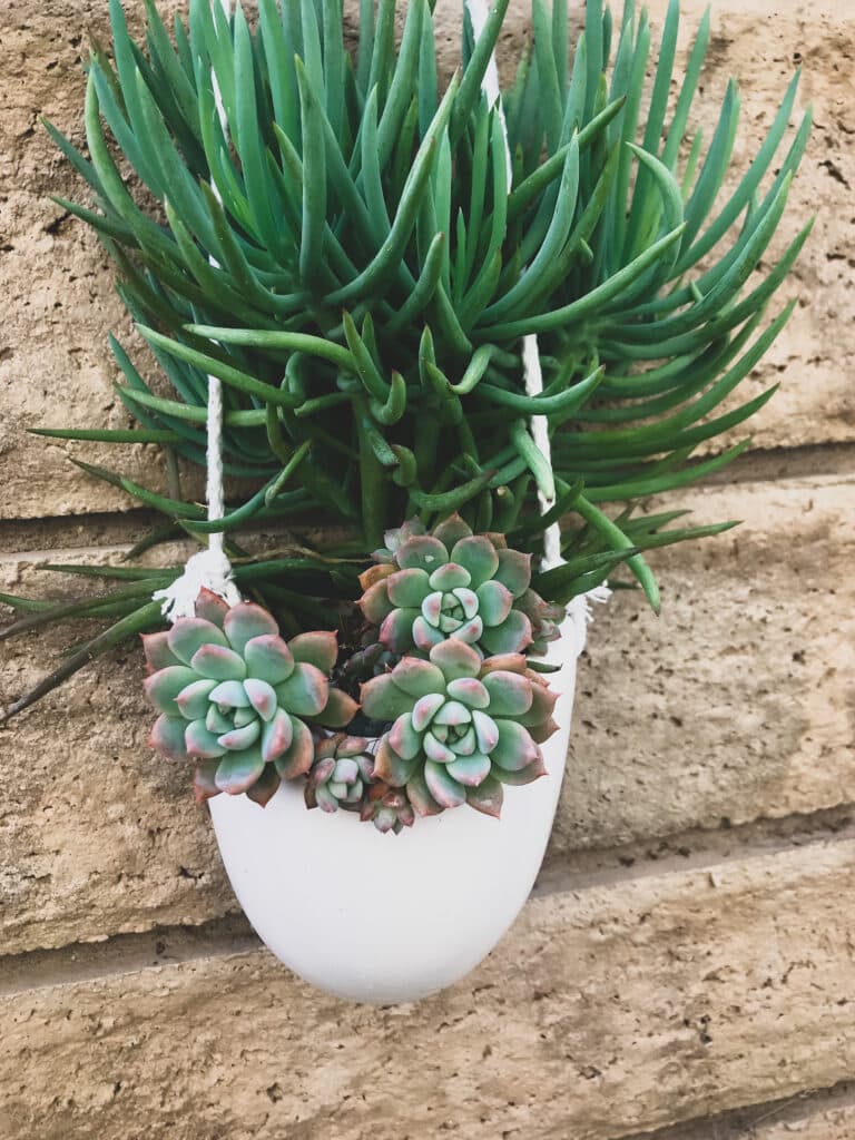 Succulents planted into white hanging pot without drainage