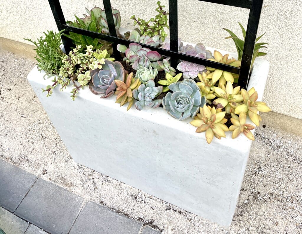 Close up of a rectangular planter planted with blue, yellow, green, and pink succulent plants.