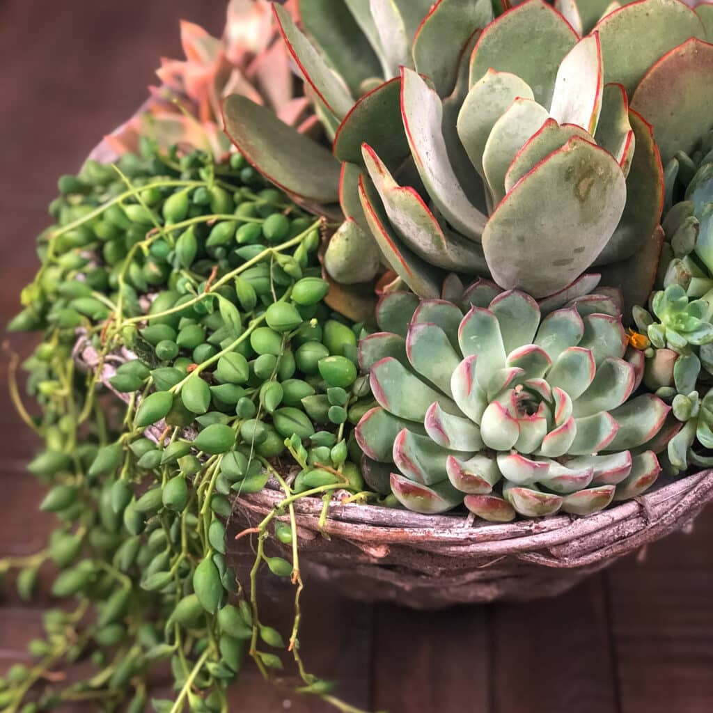 DIY Tea cup Planter and String of Pearls