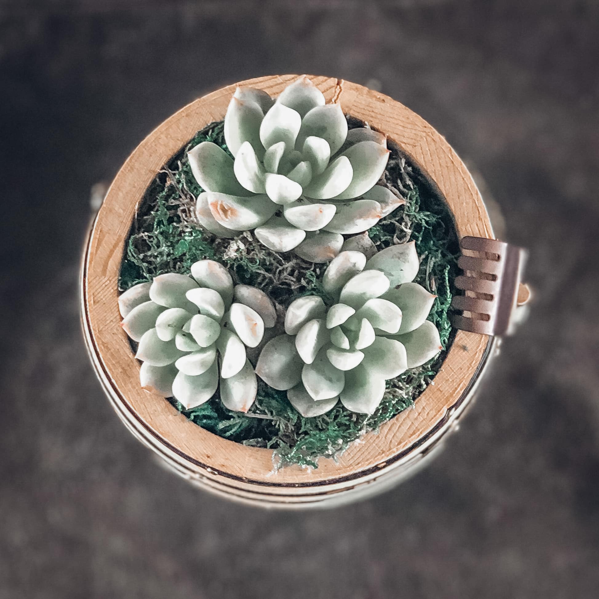 Hot Glue Echeveria + String of Pearls Faux Succulents DIY!