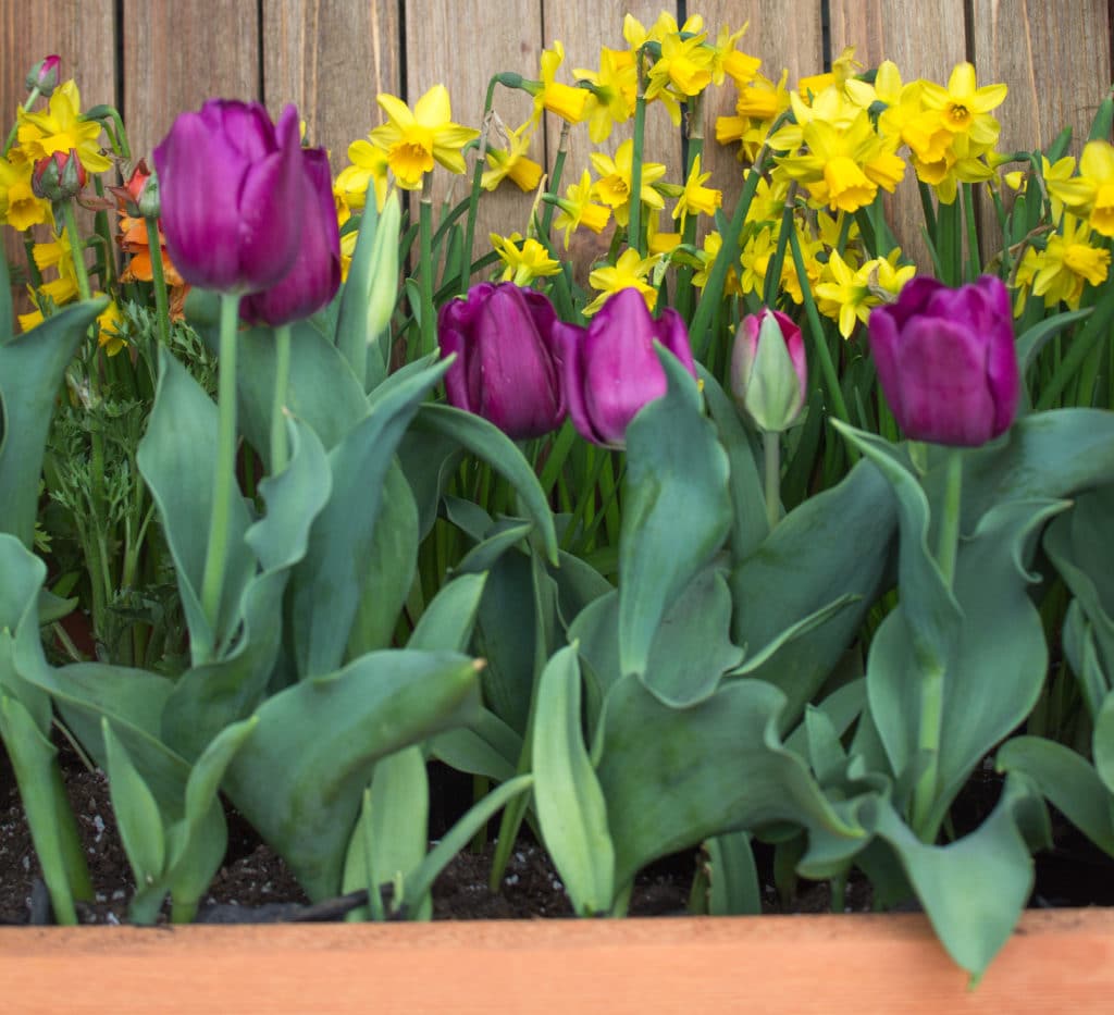 Cut flower garden of purple tulips and yellow flowers.