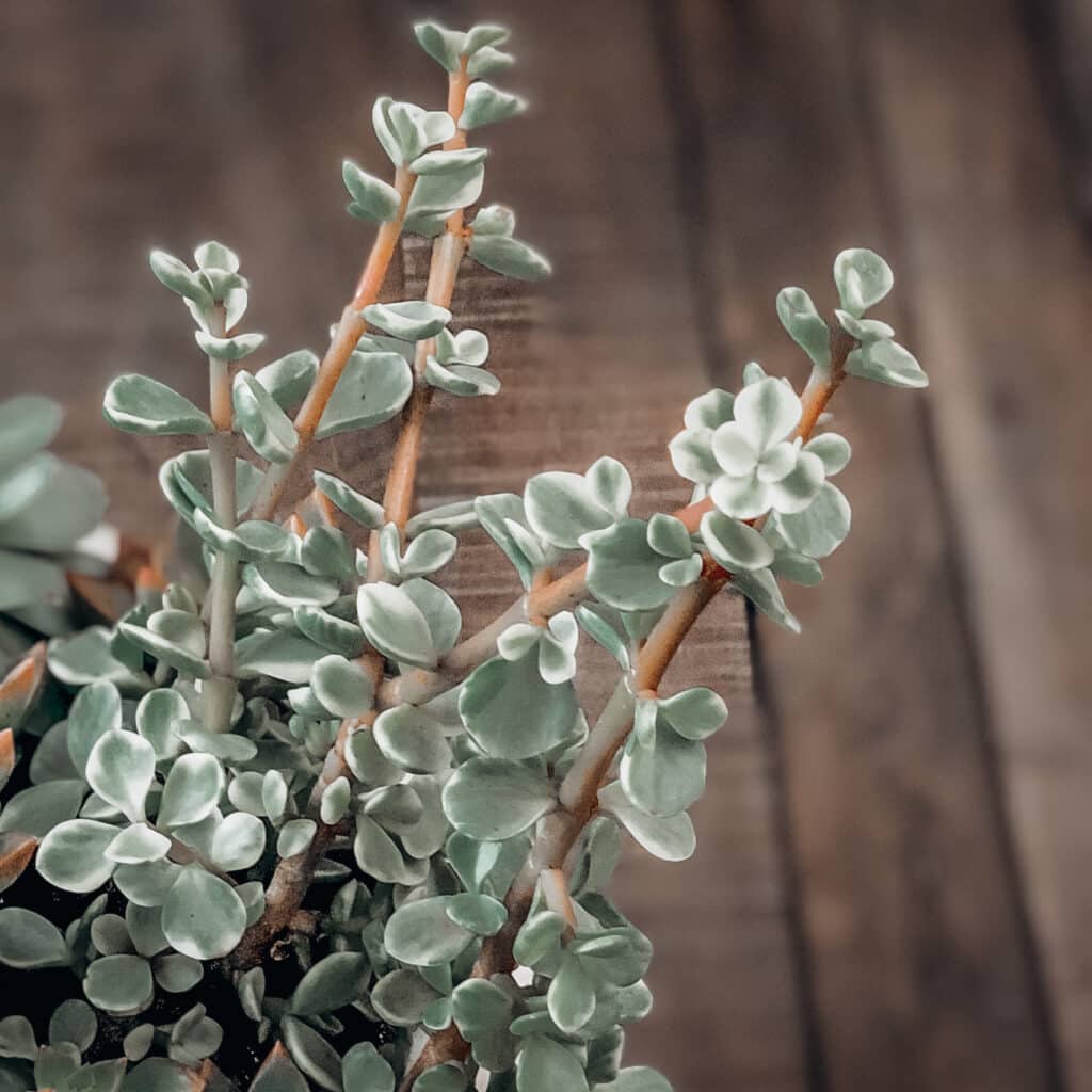 Elephant bush succulent. Small green and cream colored leaves grow on brown stems.