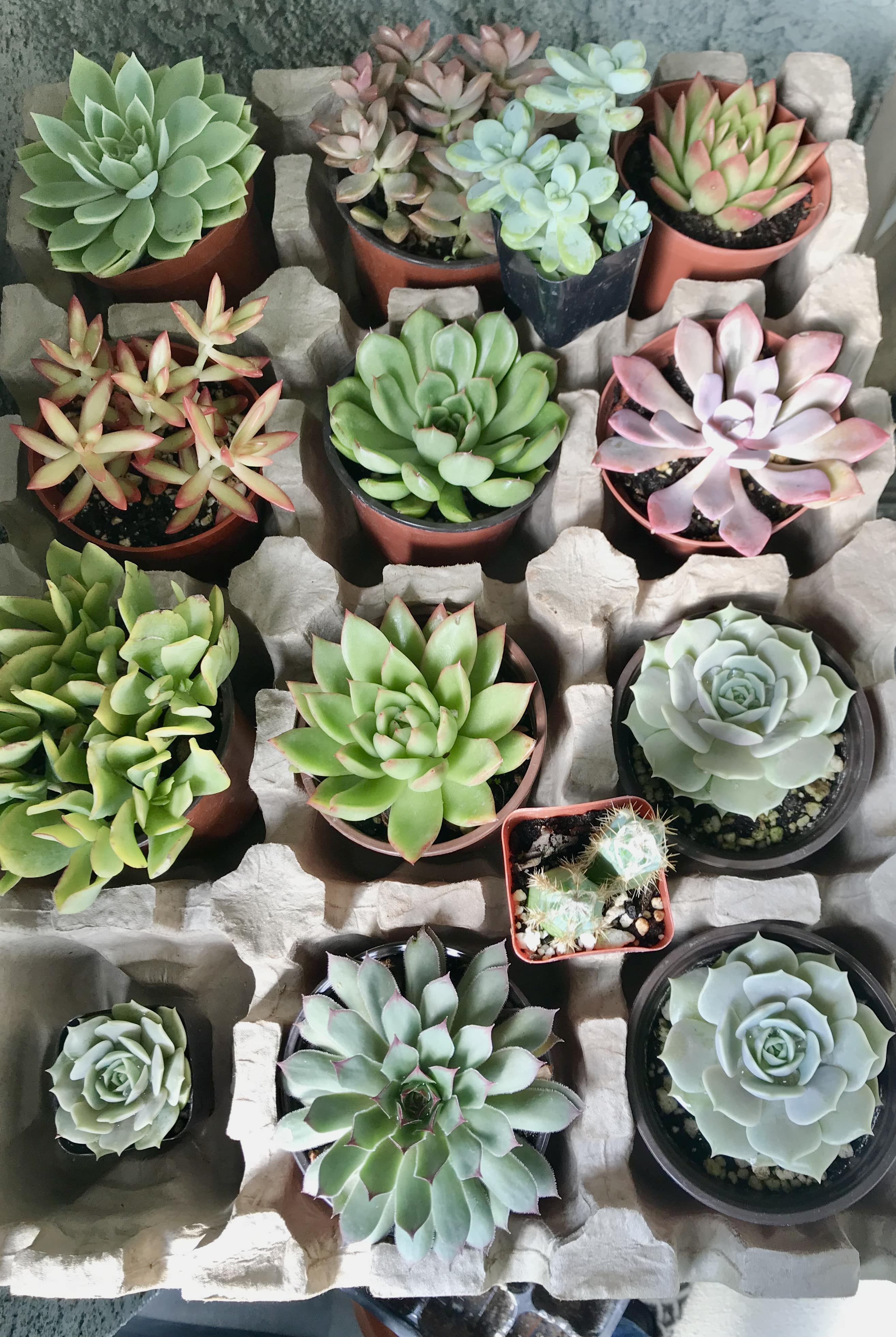 Succulent varieties planted in separate containers held in a box
