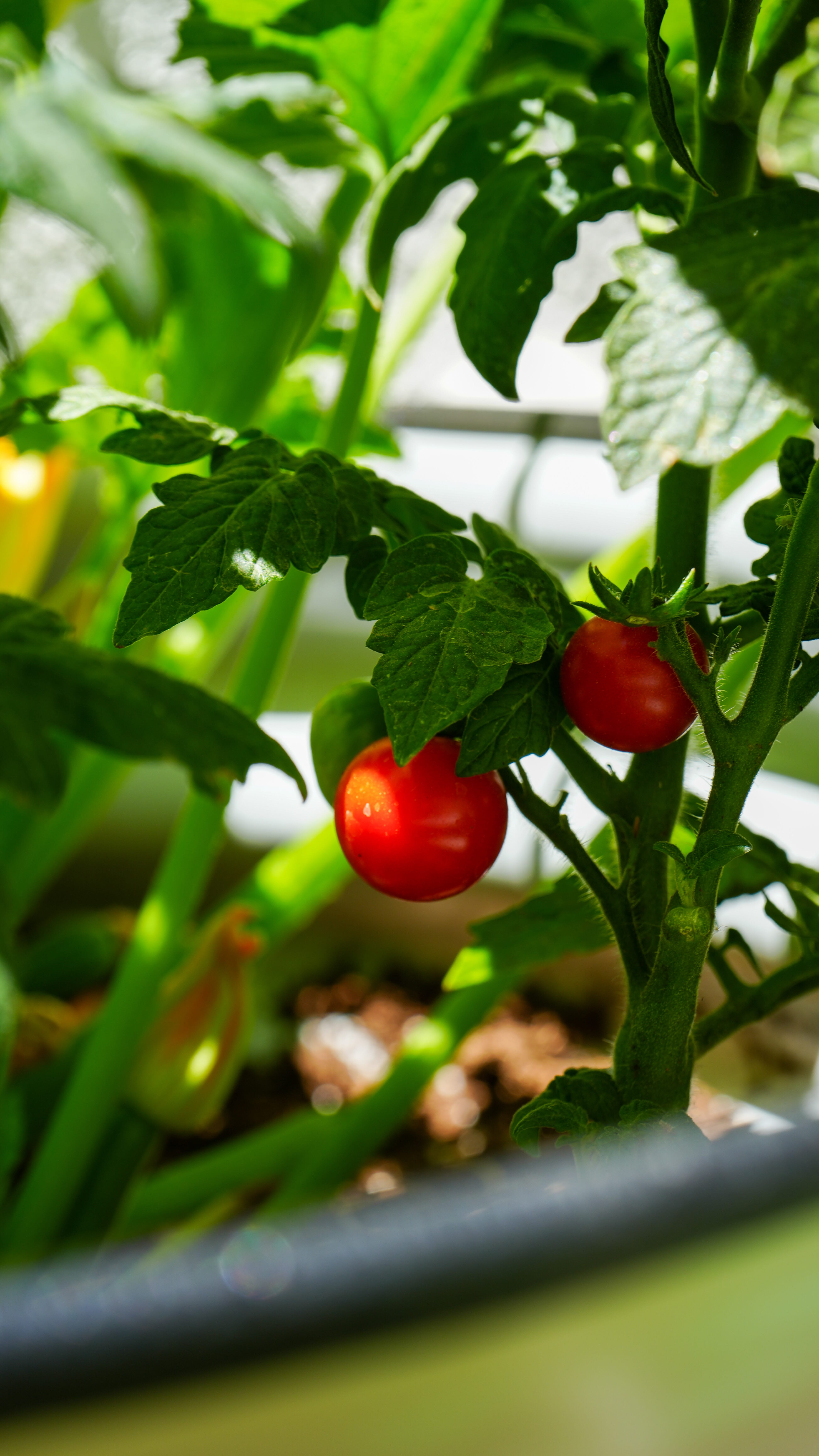 Tomatoes on the vine