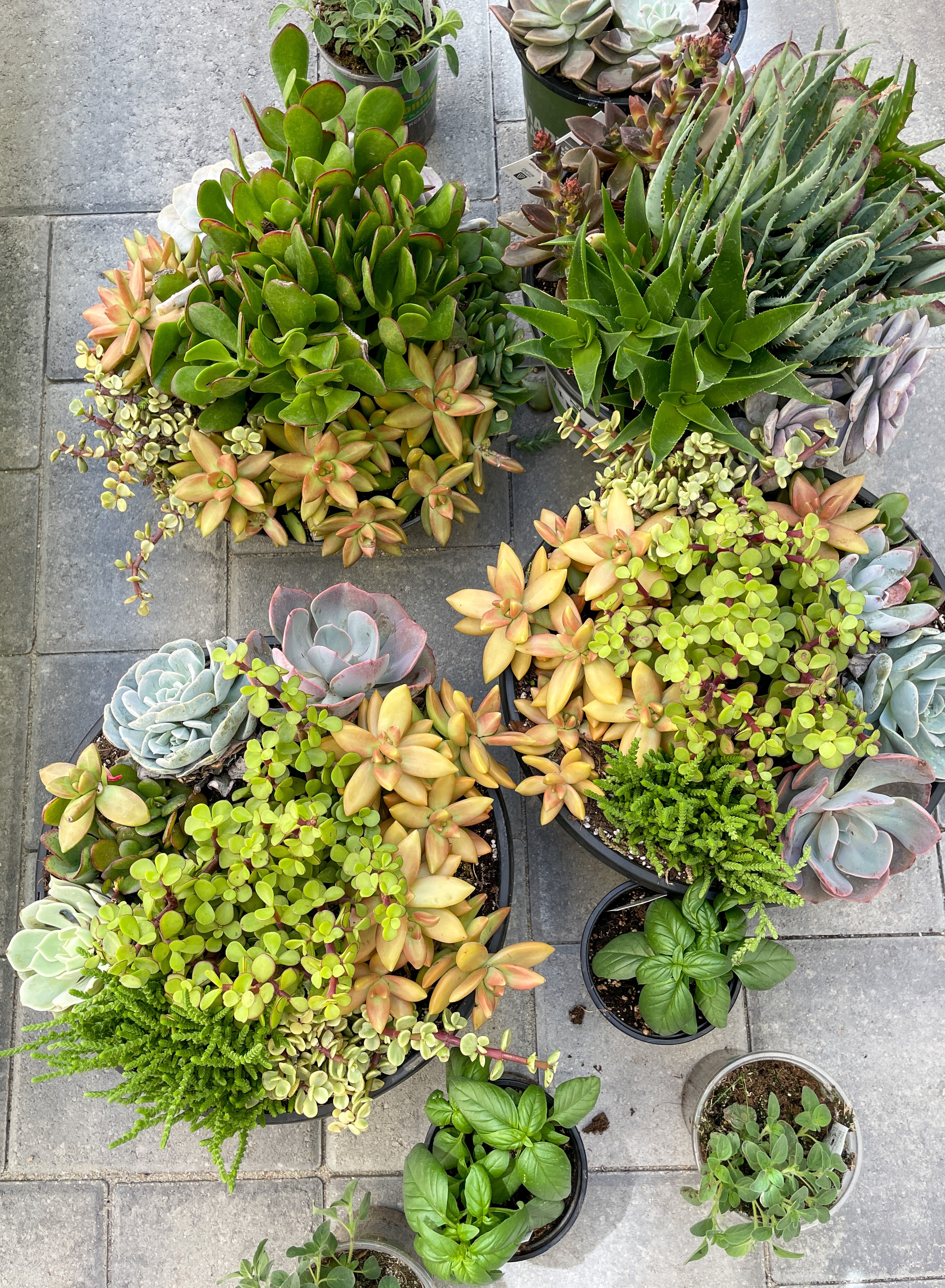 Several plastic pots filled with colorful succulent plants, sitting on top of concrete stones.