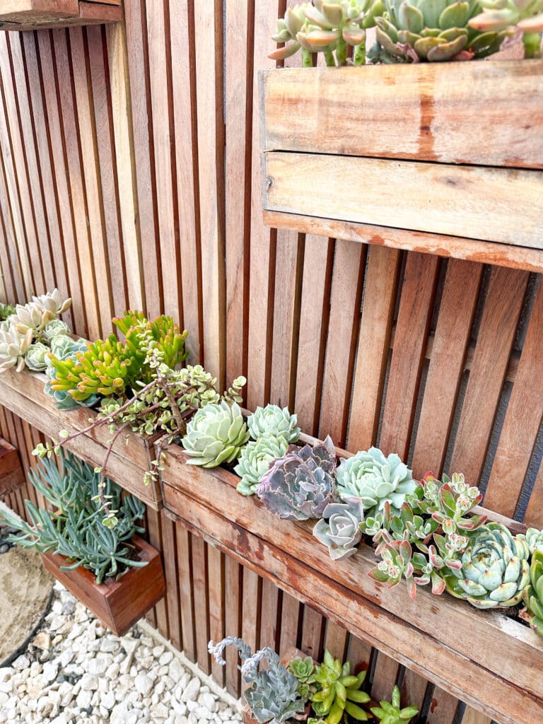 Close up shot of beautiful colorful succulents planted into rectangular planters hanging on succulent wall planter.