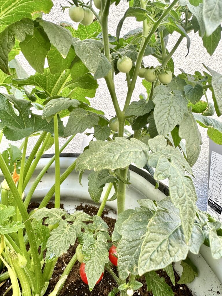 A tomato plant.
