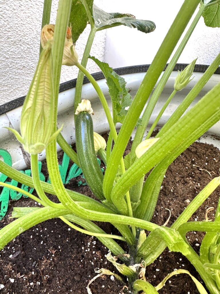 A zucchini plant.