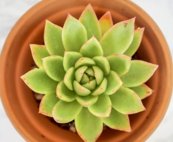 Lime colored rosette succulent planted in round terra cotta pot.