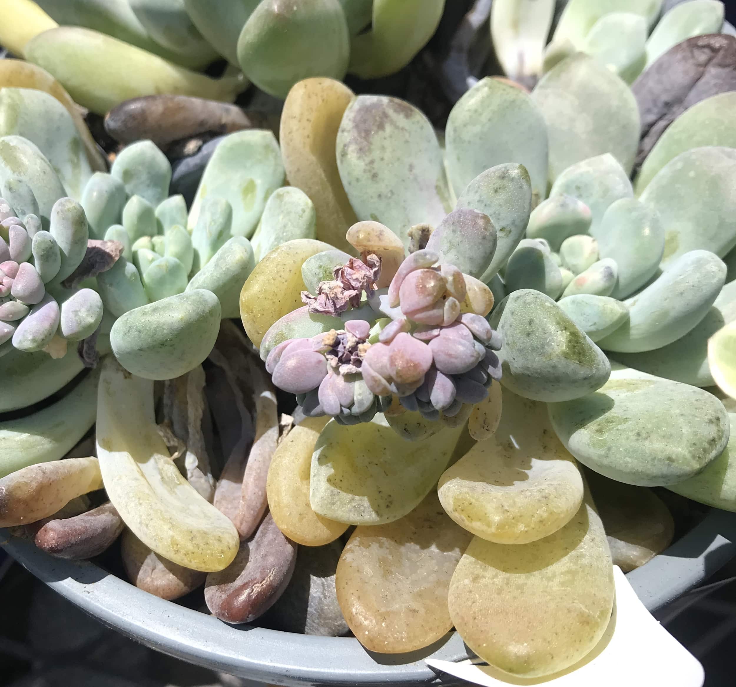 Overwatered succulents planted in plastic pot. Succulent is light teal but overwatered leaves appear soft and translucent yellow.