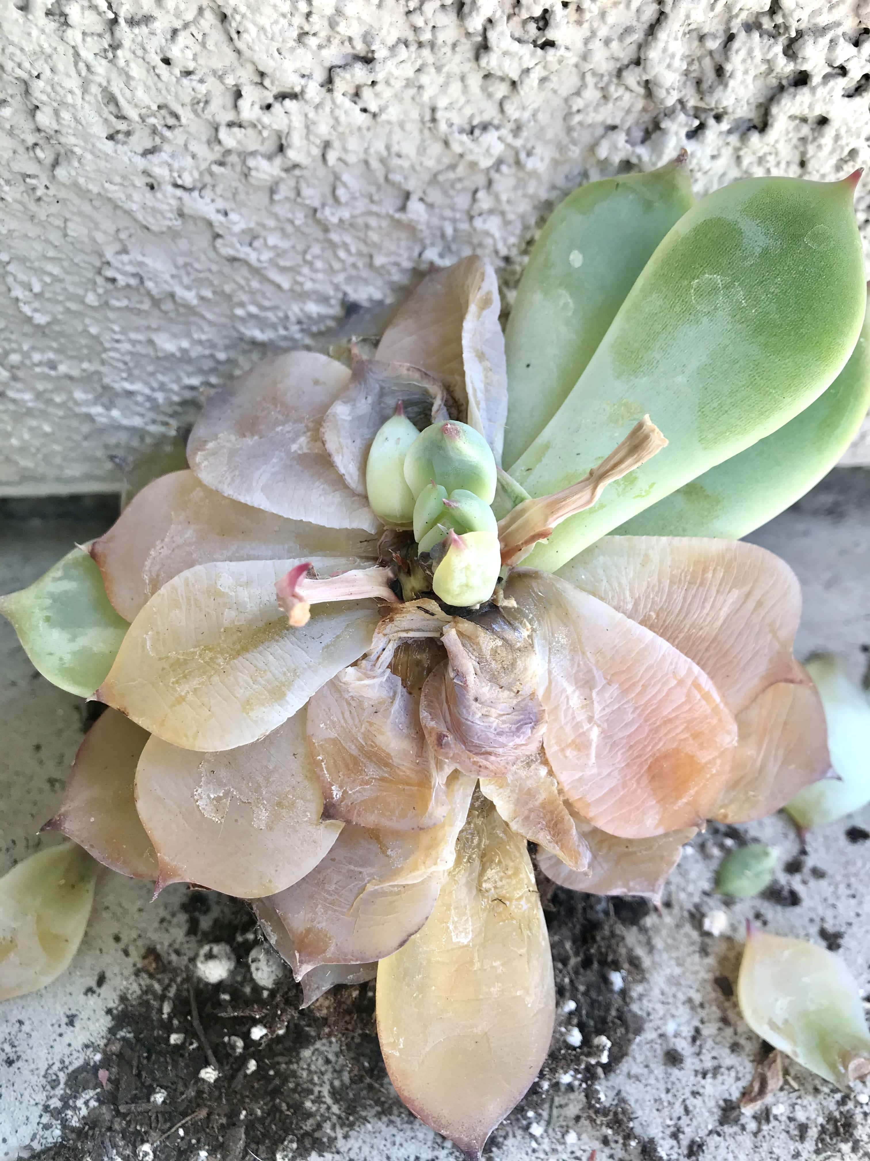 Overwatered, lime-green Echeveria succulent showing rotting mushy leaves, translucent in color, with a few healthy leaves left. Sitting on concrete in soil.