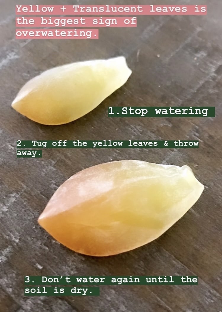 Yellow and translucent succulent leaves that have been overwatered, laying atop a brown surface. Instructional text outlines what to do with overwatered succulents, including stop watering, tug off yellow leaves and throw away, and wait to water until soil is dry.