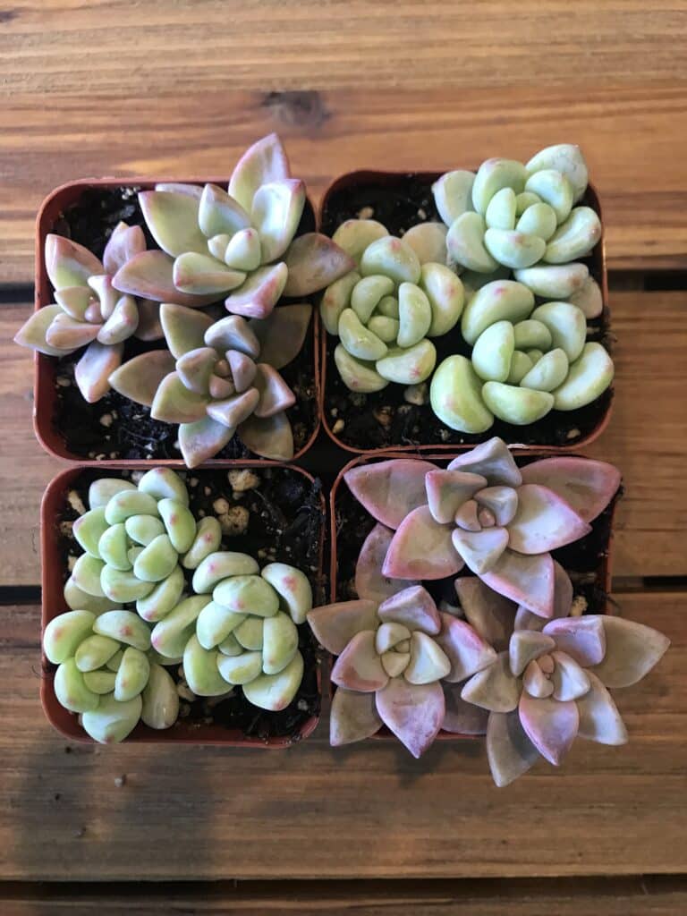 Succulent cuttings planted in four small plastic planters. 