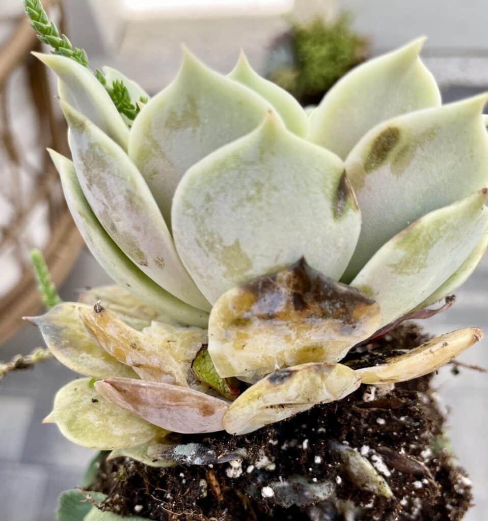 Rotting succulent Echeveria. Bottom leaves appear rotted with black and brown spots and attached to bare soil.