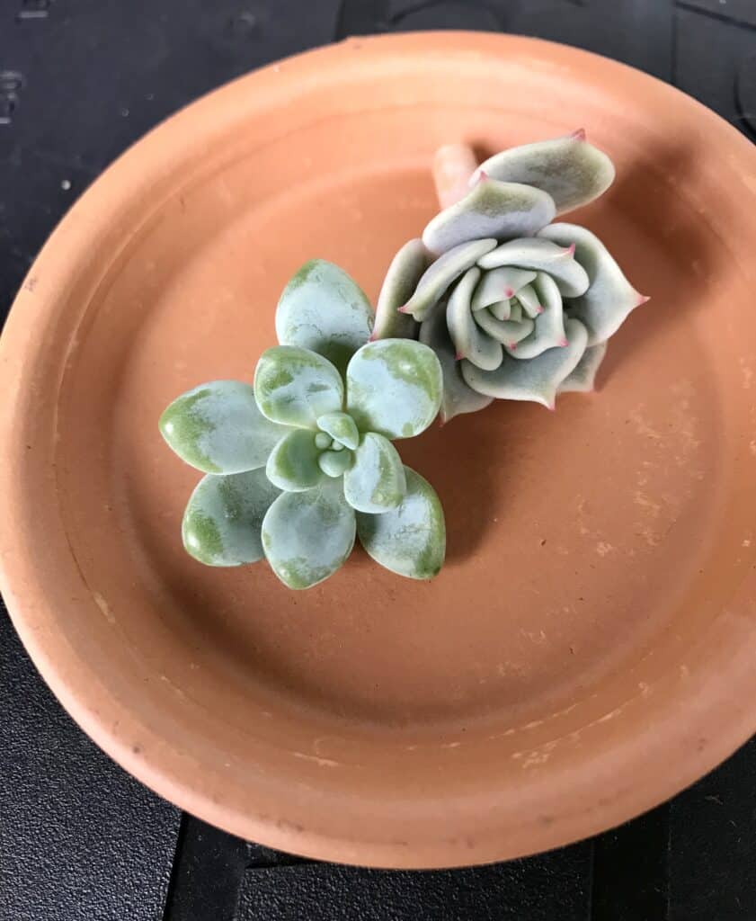 Succulent cuttings of rosette crowns laying on bare terra cotta saucer.