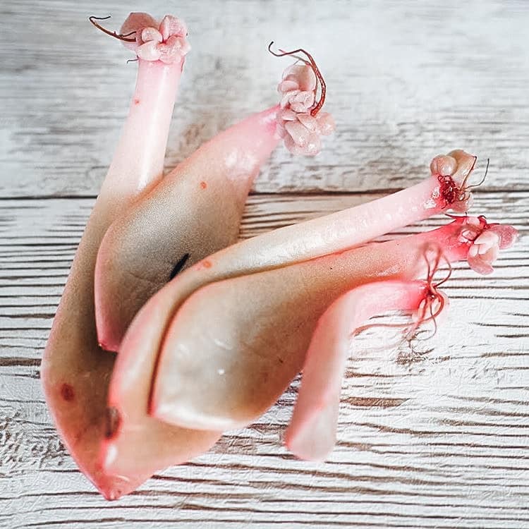 Propagated pink succulent leaves sitting on light wooden surface. Roots and baby succulents appear on the ends of the leaves.