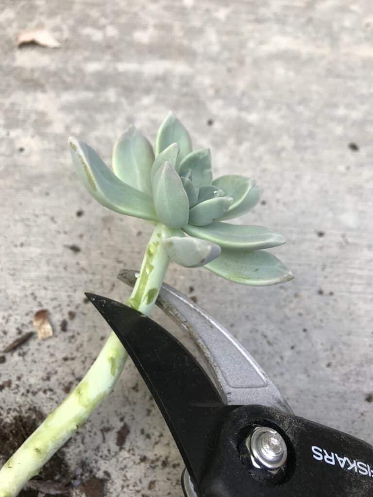 Healthy rosette succulent crown growing on long bare stem. A pair of pruners is cutting into the stem under the rosette, in order to start the propagation process.
