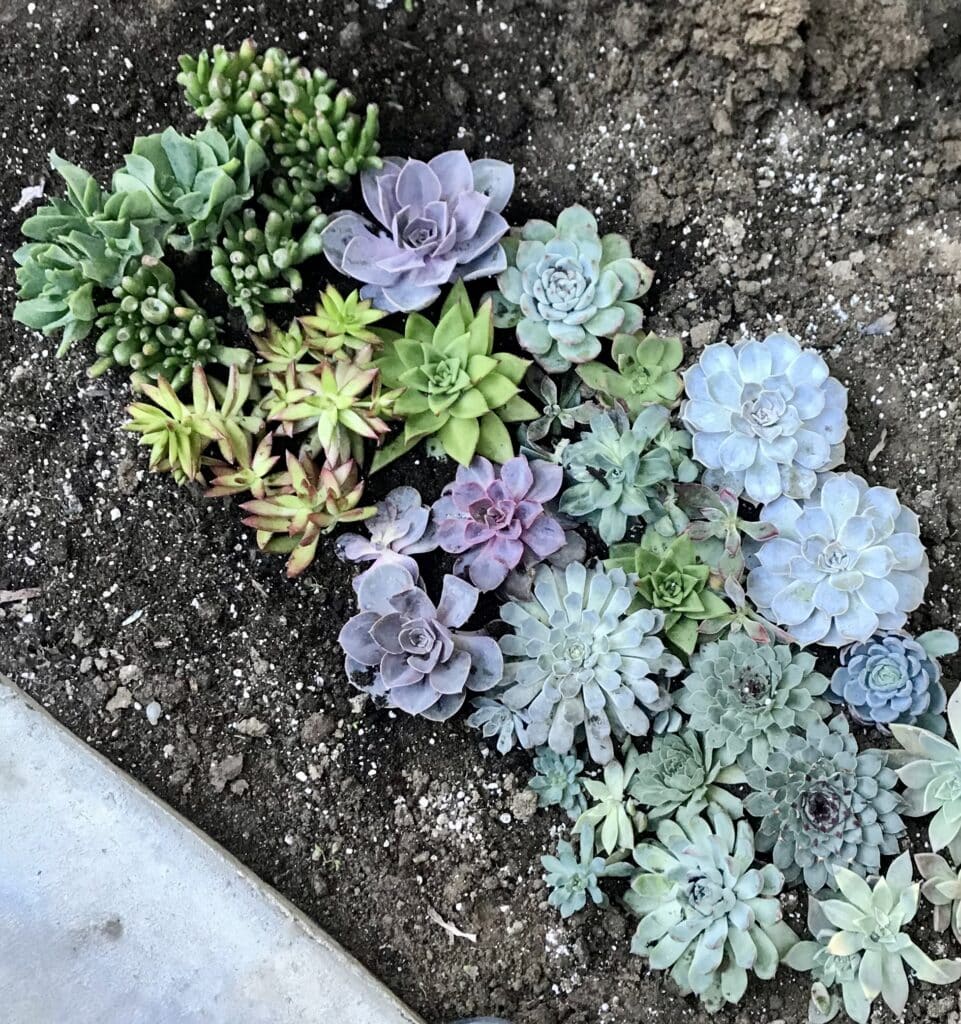 Colorful rosette succulents planted tightly together in the ground, in soil and perlite.