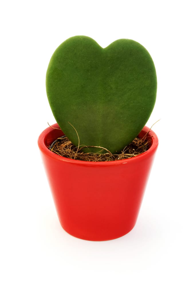 Small single leaf hoya kerri plant potted into an orange plastic pot, against white background.