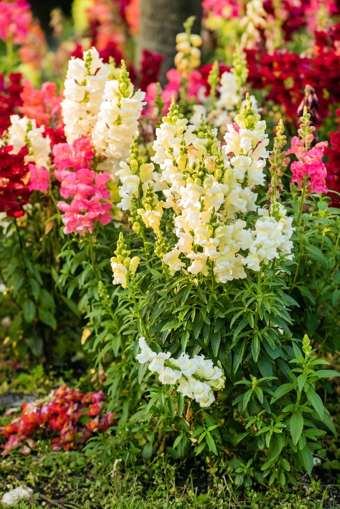 A collection of colorful snapdragon flowers. Small flower petals grow upright on green stems with fluffy foliage.