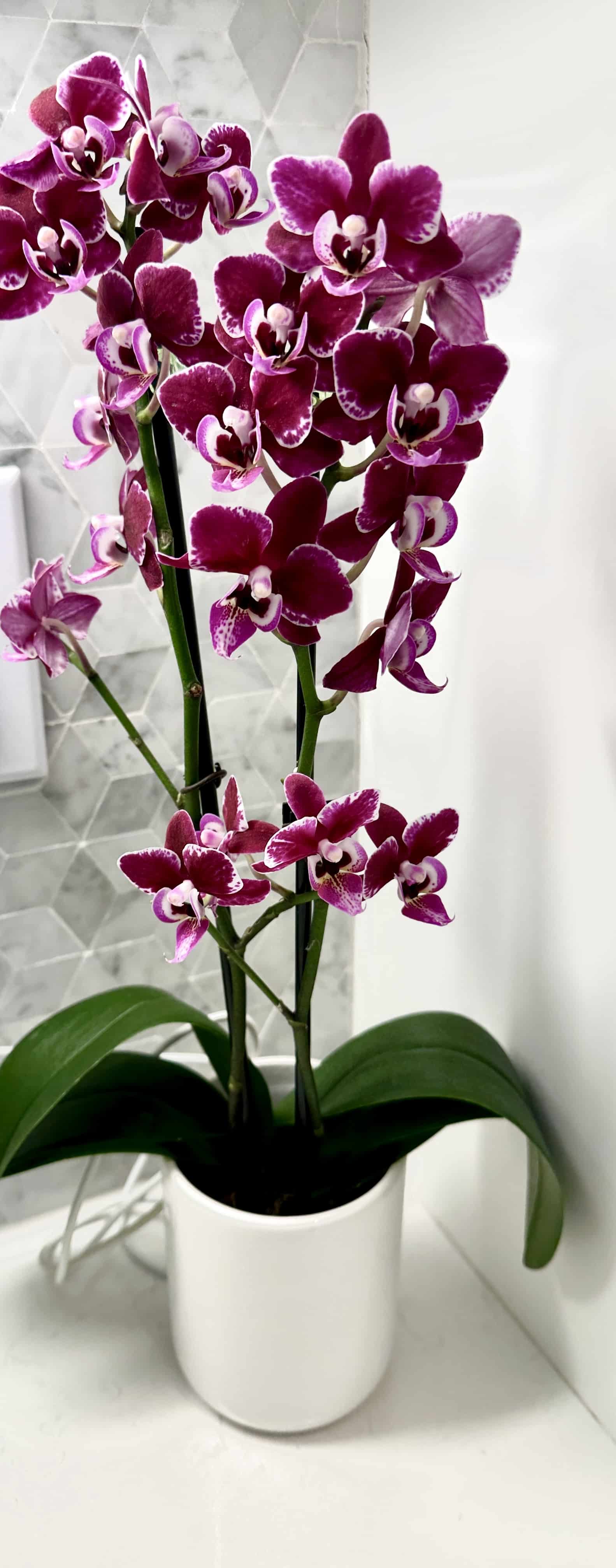 How to Water Orchids: Tips for Beautiful Blooms