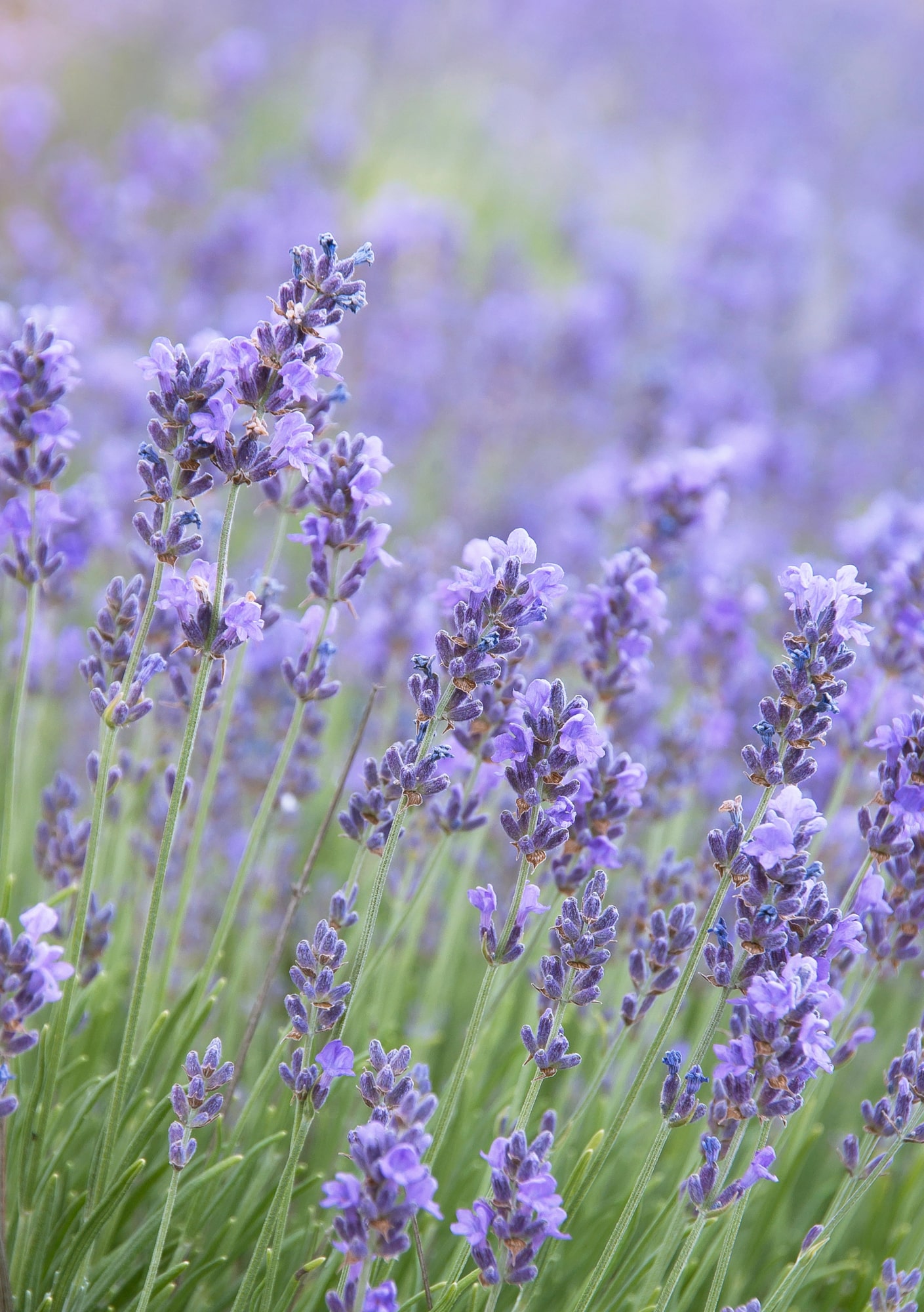 How to Care for Lavender: A Beginner’s Guide