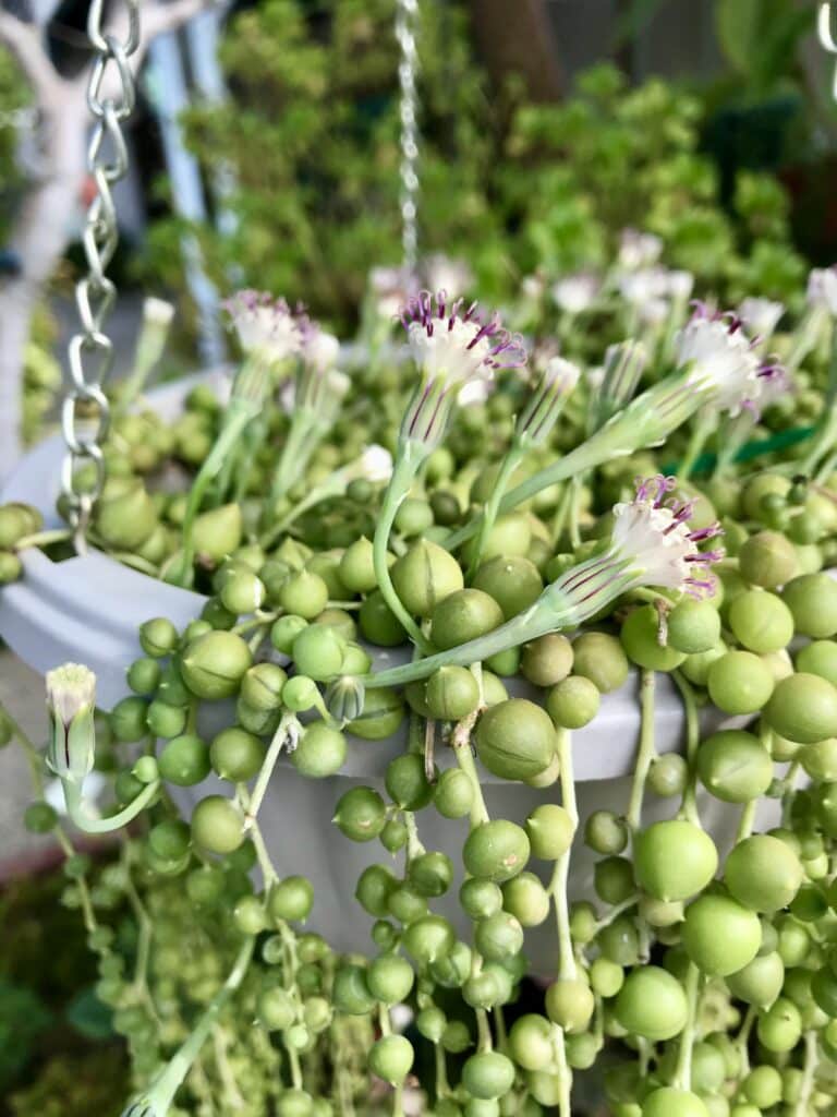 String of Pearls trailing succulent. Small and round bead-like leaves trail downwards on thin green stems. Plant is potted in grey plastic pot and hanging from a silver chain.