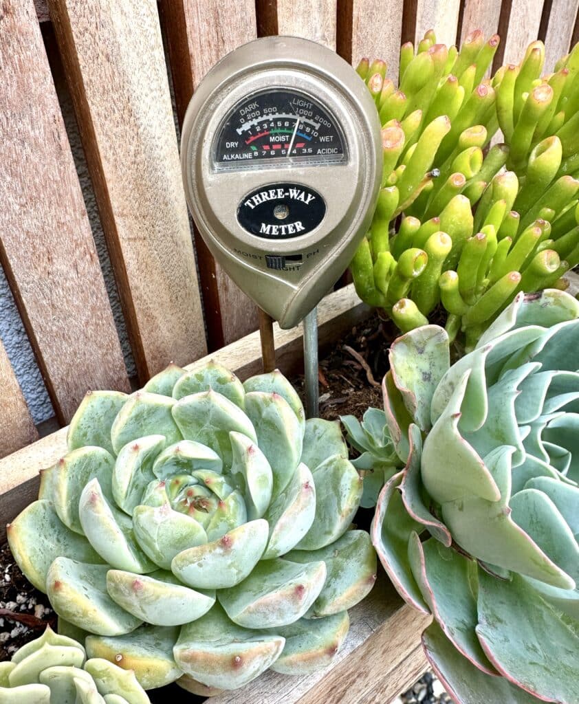 Succulents with a succulent soil meter stuck into the soil
