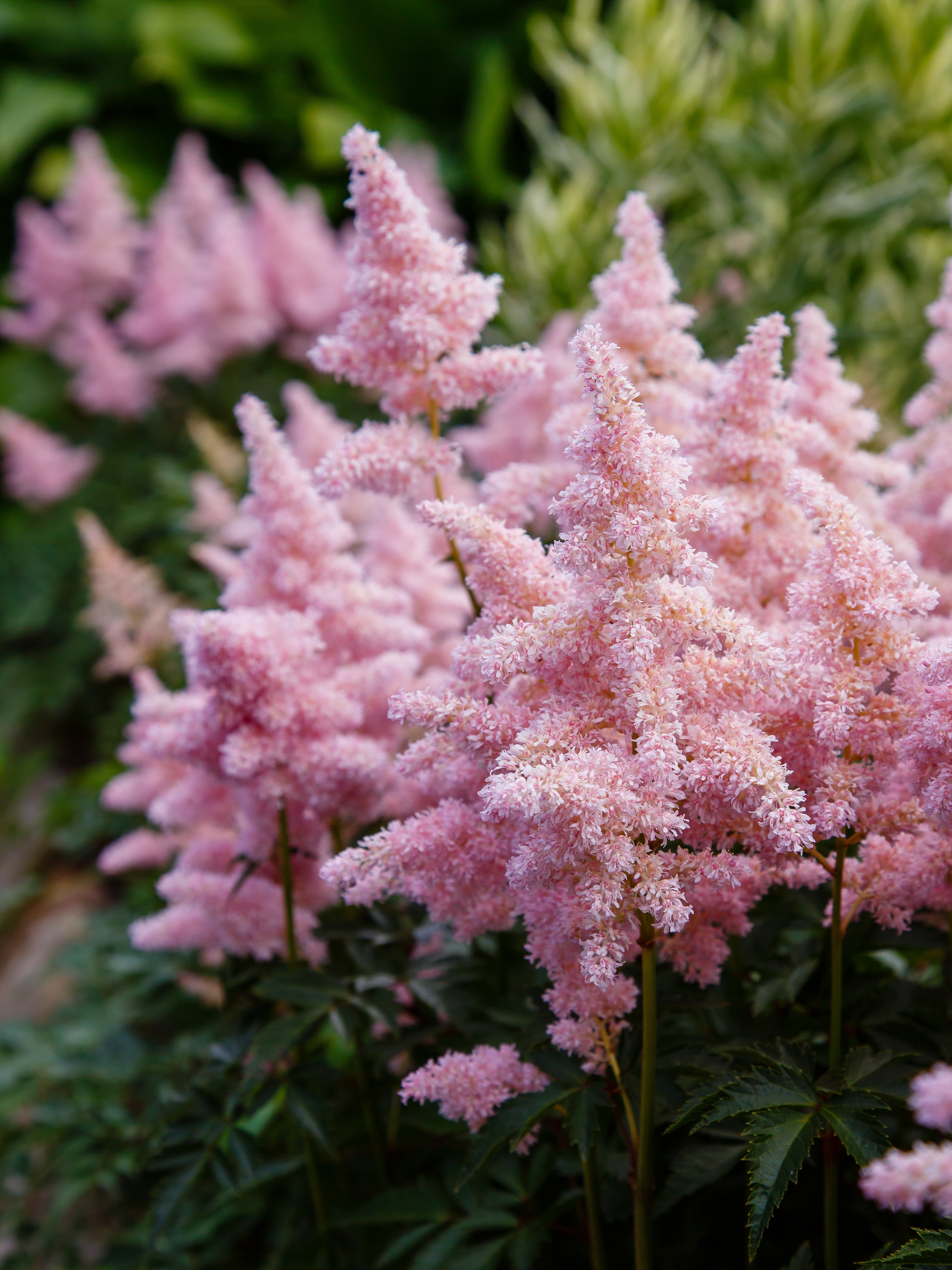 Pink Astilbe flowers grow on deep green foliage in the garde