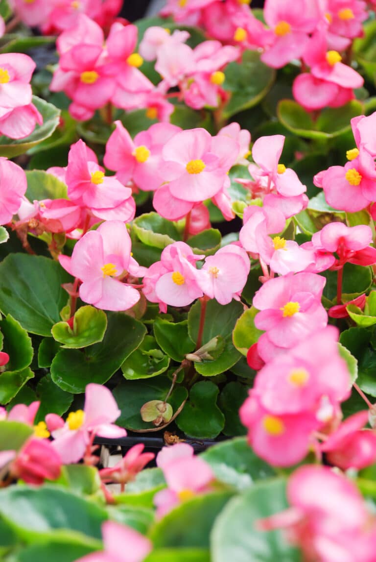 Pink begonias growing on waxy green leaves.