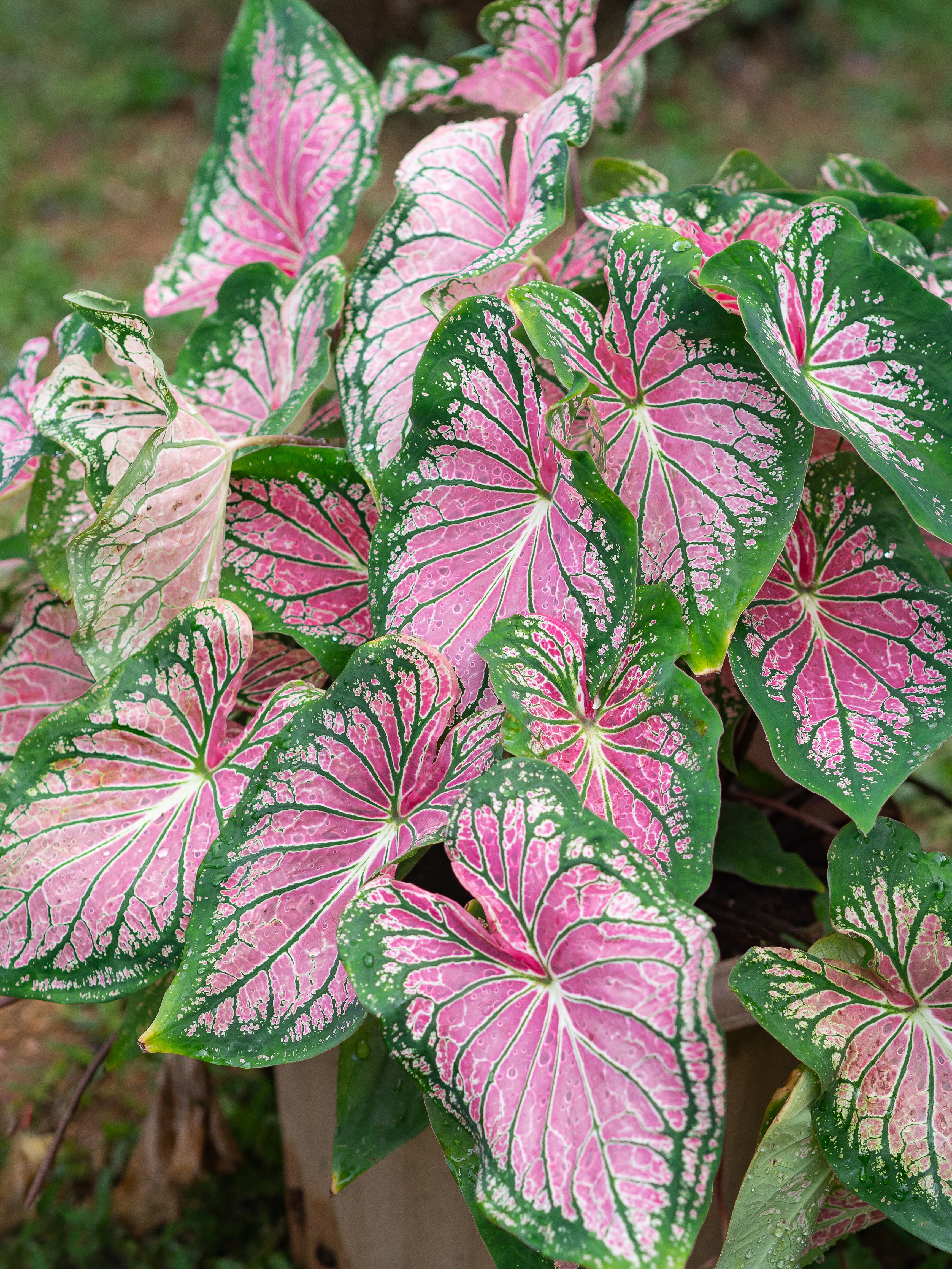 Large pink and green lelaves on Caladium plant.