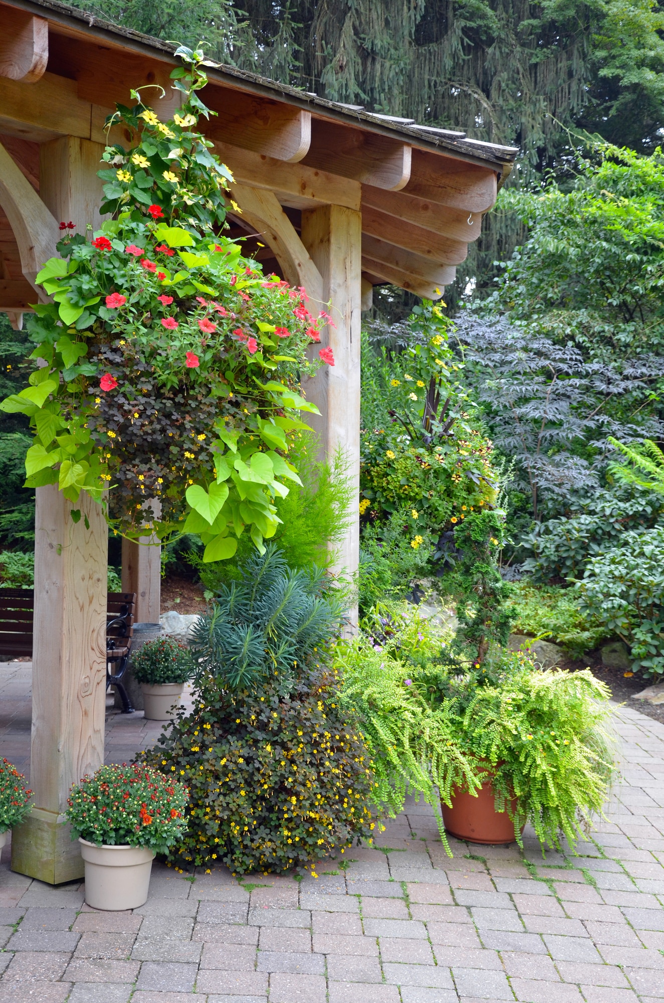 Hanging basket with sweet potato vine trailing down