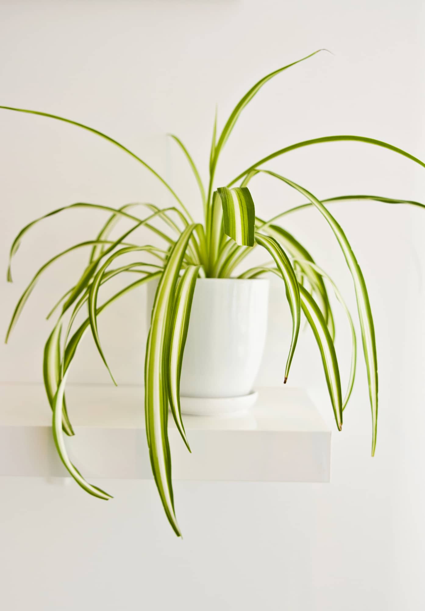 Spider plant. Green and cream slender leaves that hang down, planted in white pot.
