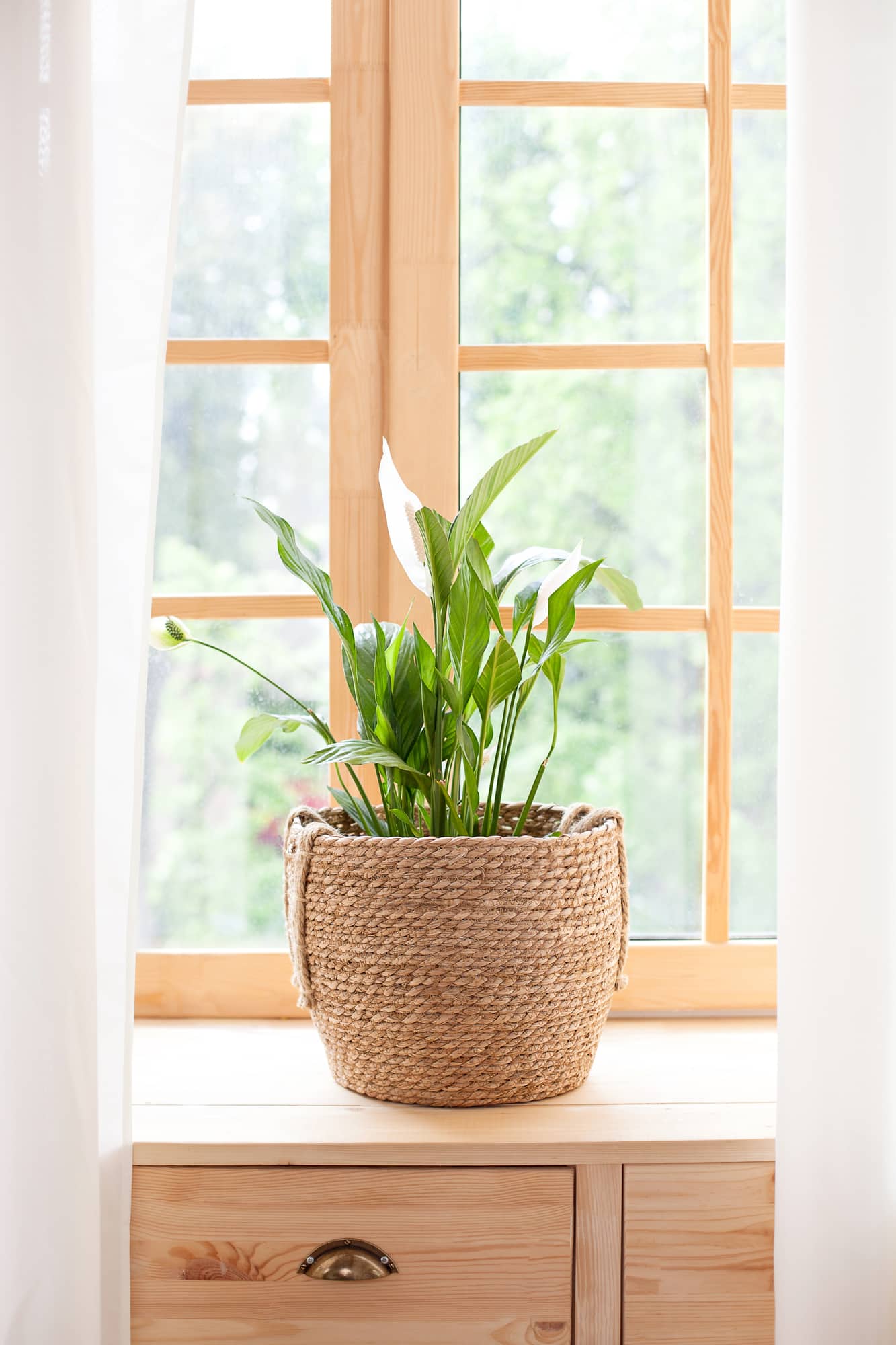 Peace Lily Plant inside weaved basket planter in front of sunny window.