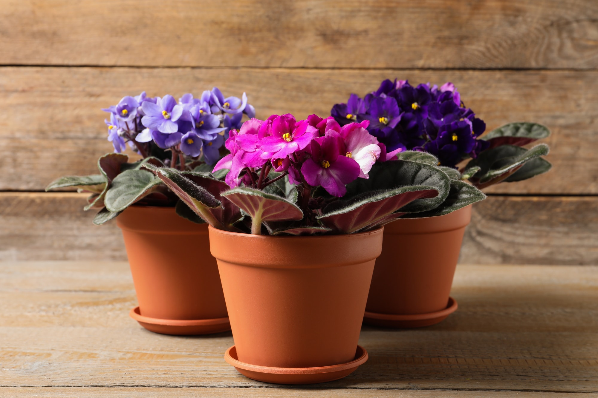 African Violet flowering plants planted inside three terra cotta pots. Flowers in shade of blue, purple, and dark purple.