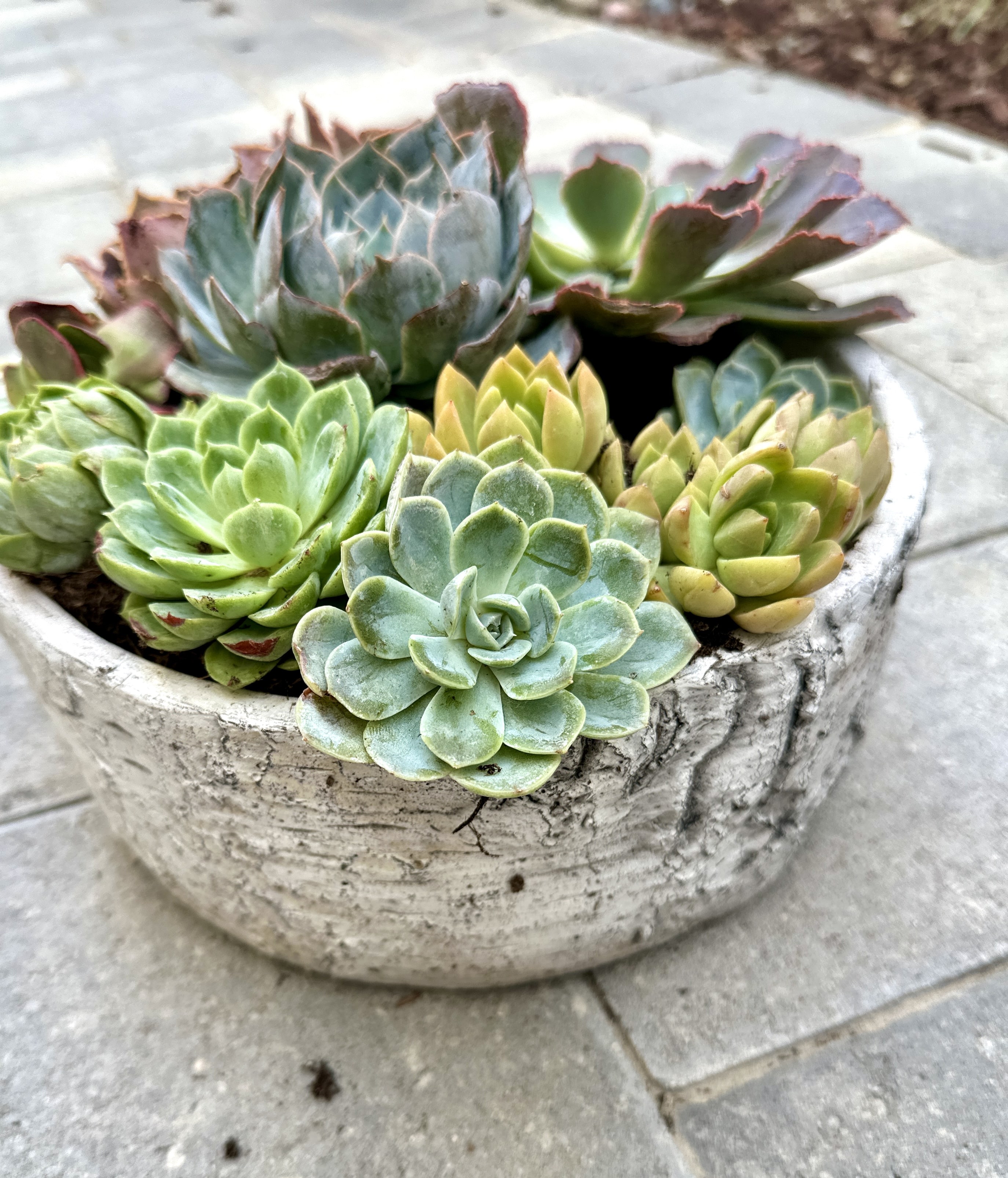 Succulent bowl made with colorful rosette succulents