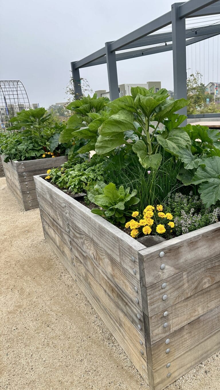 Large wooden raised garden beds growing herbs and yellow flowers.