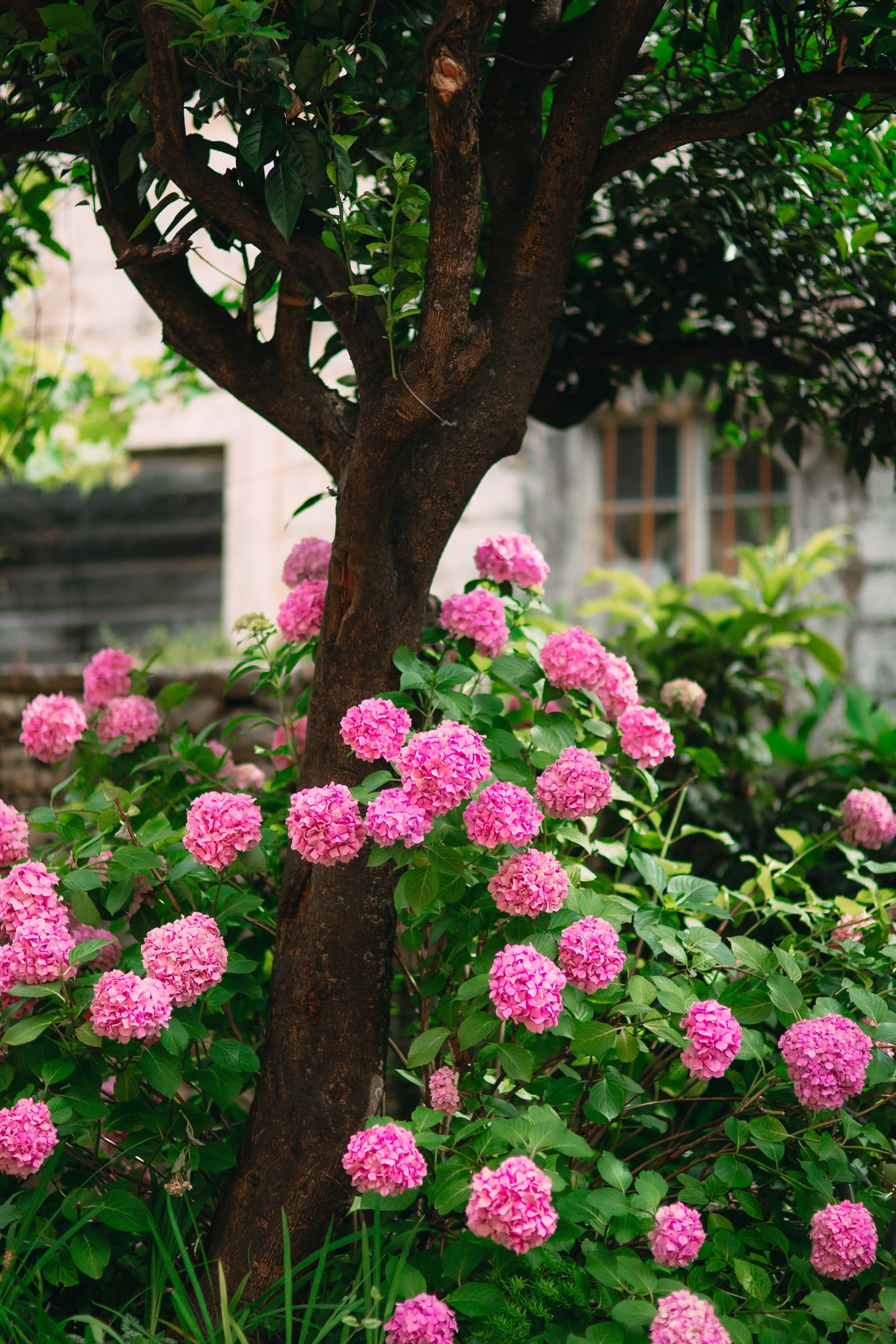 Pink hydrangea blooms blooming under a tree sheltered by shade