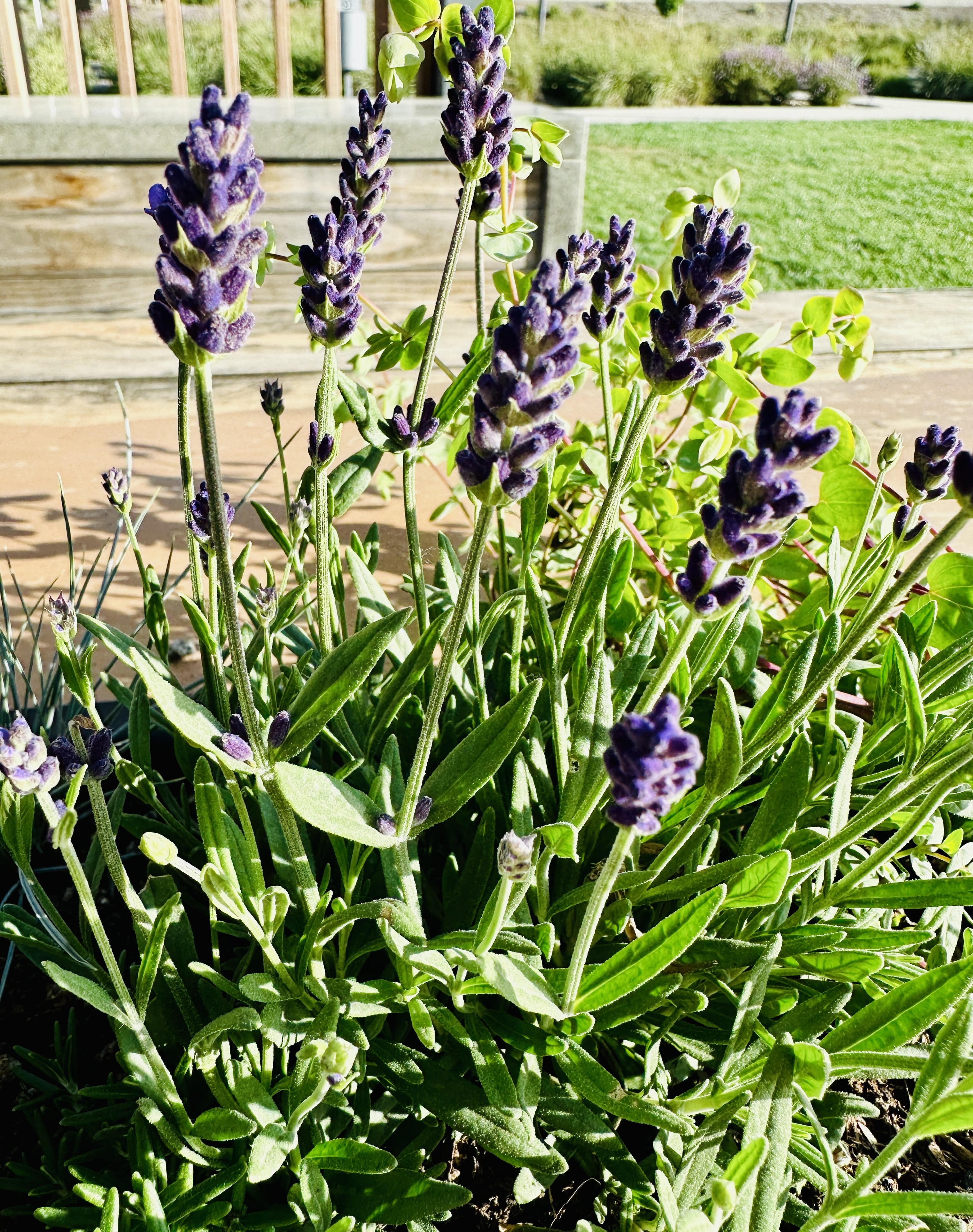 Lavender plant with purple flower stems growing on green bushy foliage