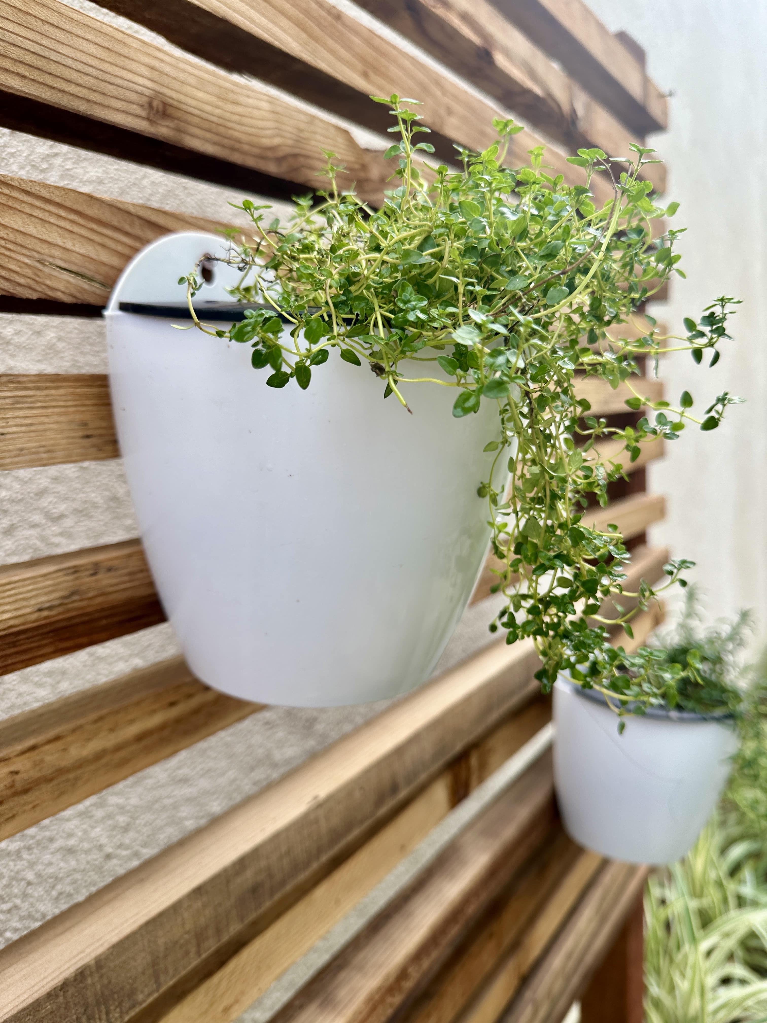 Creeping Thyme herb cascading down small white planter on wooden vertical wall