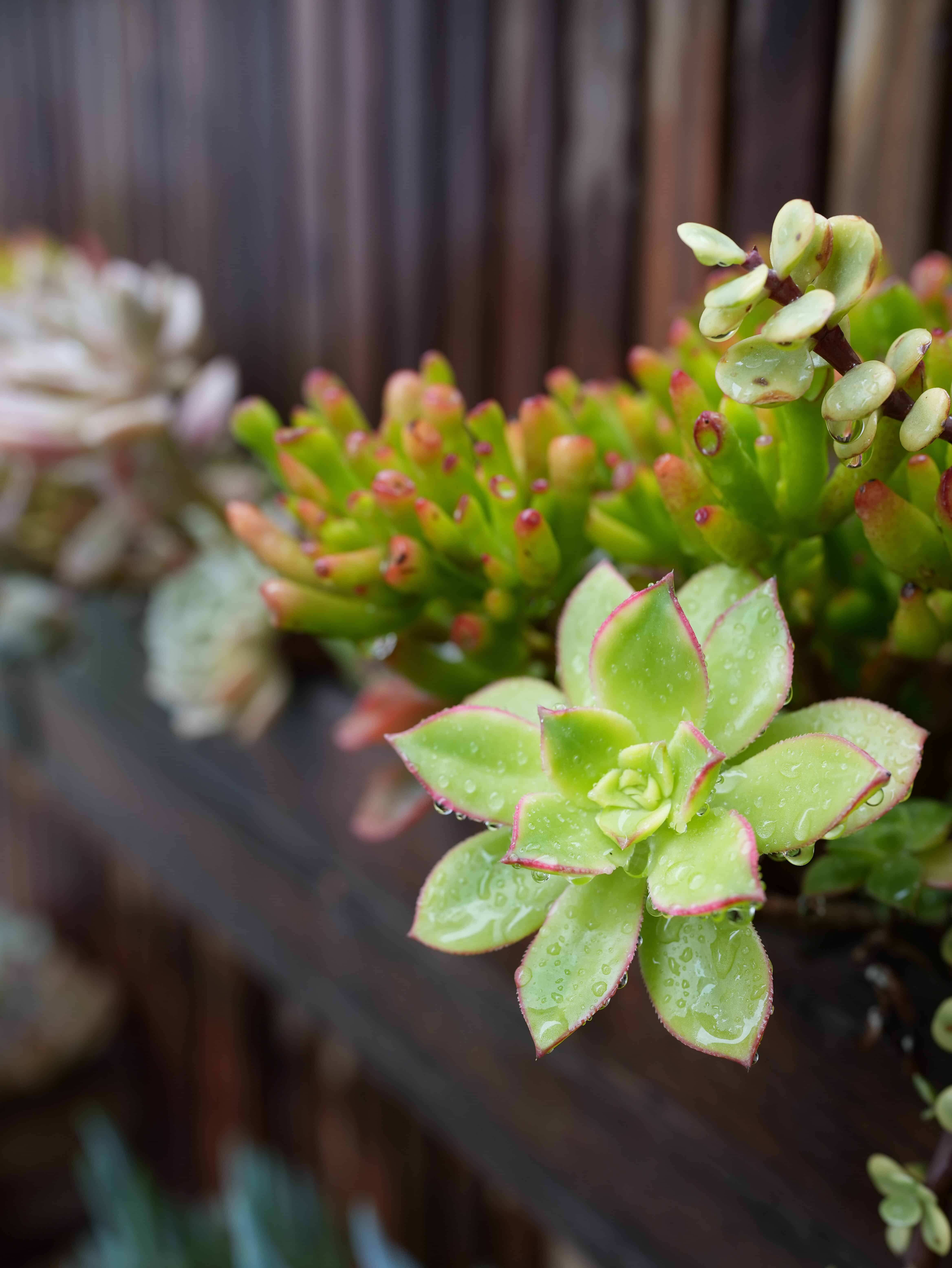 The Secret to Thriving Succulents: A Beginner’s Guide to Healthy, Happy Plants