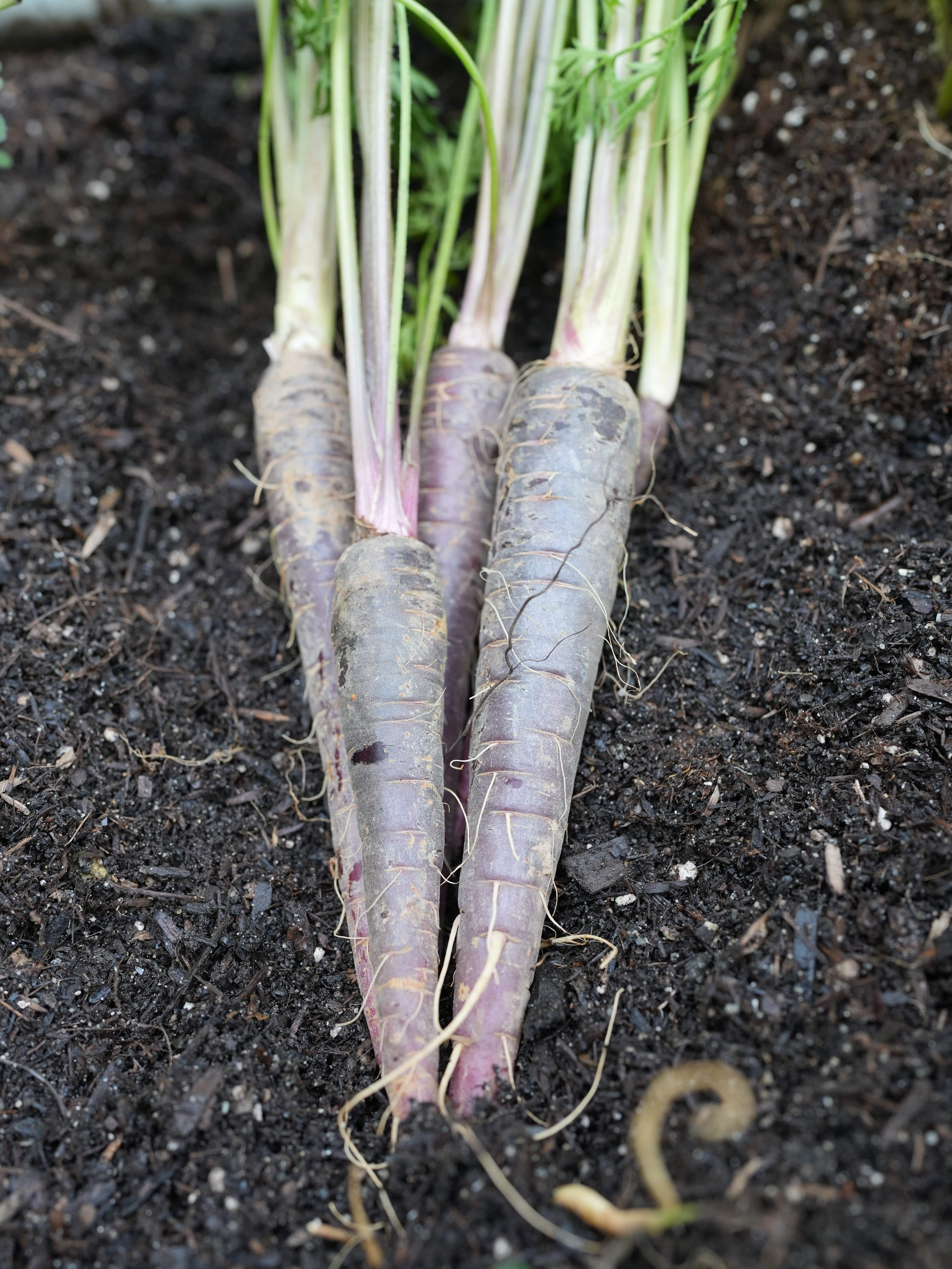 Purple carrots on the stem laying on top of soil